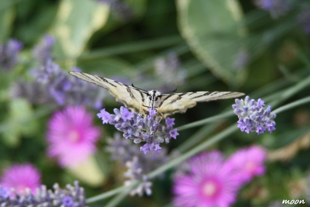 Lavanda